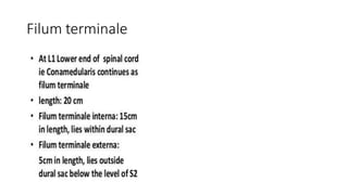 Filum terminale
 
