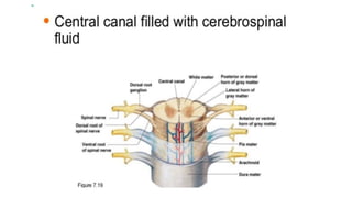 Brain stem and spinal cord