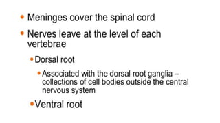 Brain stem and spinal cord