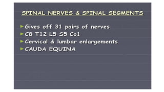 Brain stem and spinal cord