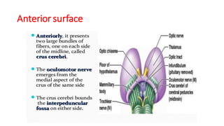 Anterior surface
 