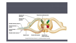 Brain stem and spinal cord