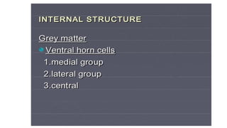 Brain stem and spinal cord