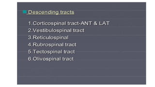 Brain stem and spinal cord