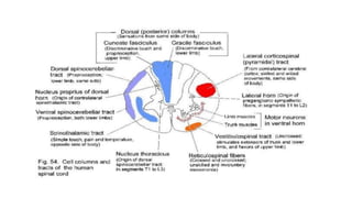 Brain stem and spinal cord