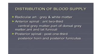 Brain stem and spinal cord