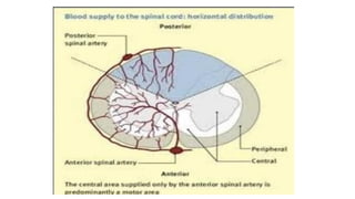 Brain stem and spinal cord