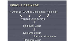 Brain stem and spinal cord
