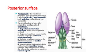 Posterior surface
 