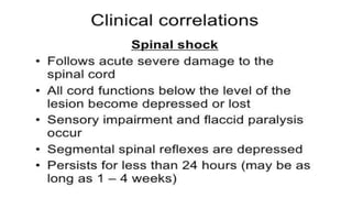 Brain stem and spinal cord