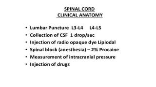 Brain stem and spinal cord