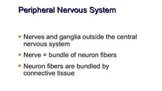 Brain stem and spinal cord