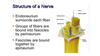 Brain stem and spinal cord