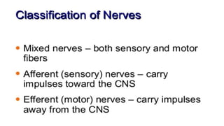 Brain stem and spinal cord