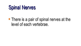 Brain stem and spinal cord