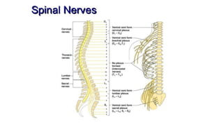 Brain stem and spinal cord