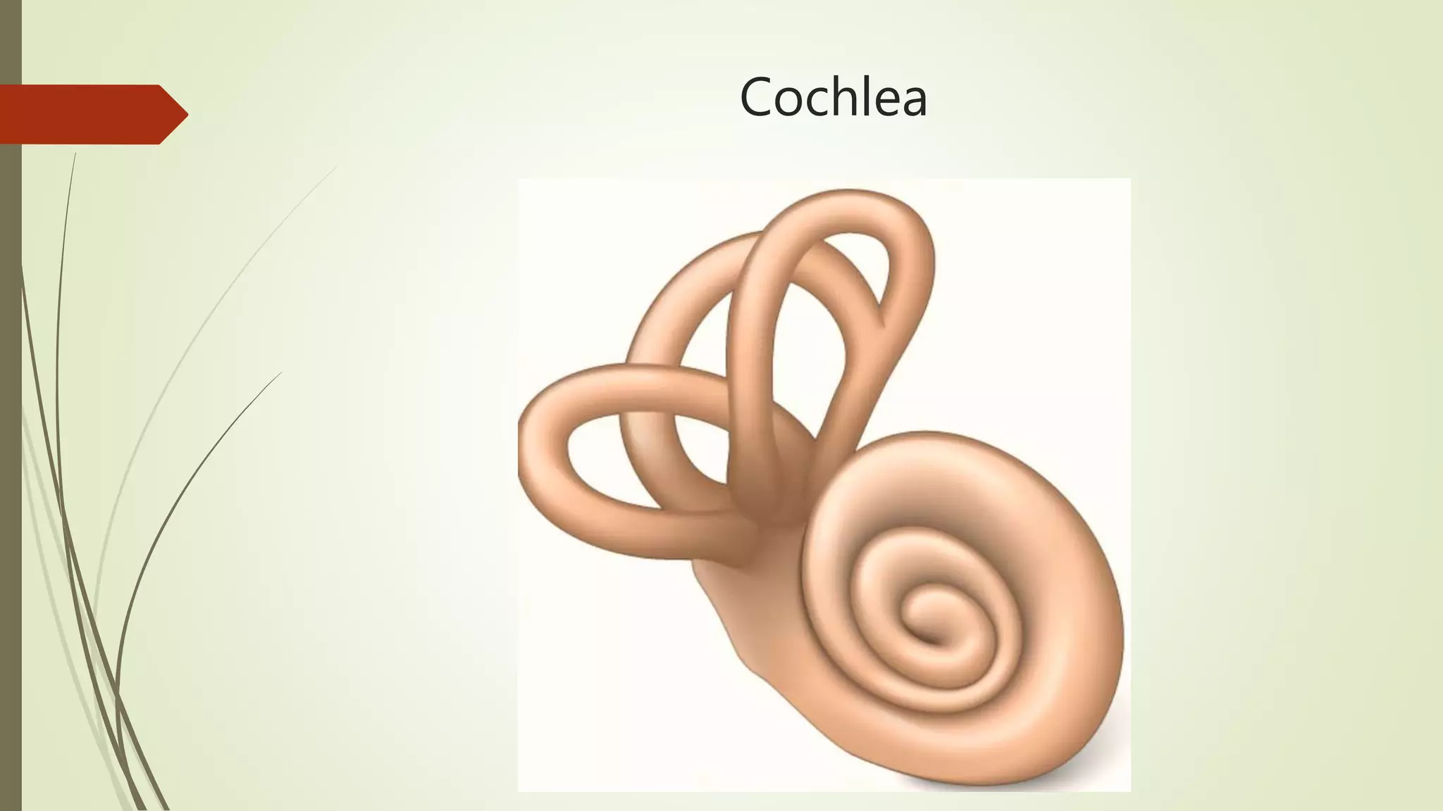 Cochlea
 