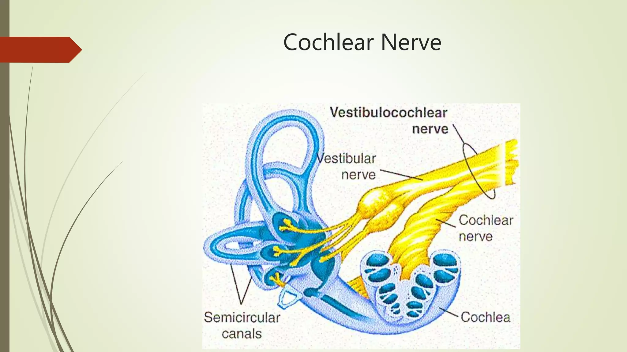 Cochlear Nerve
 