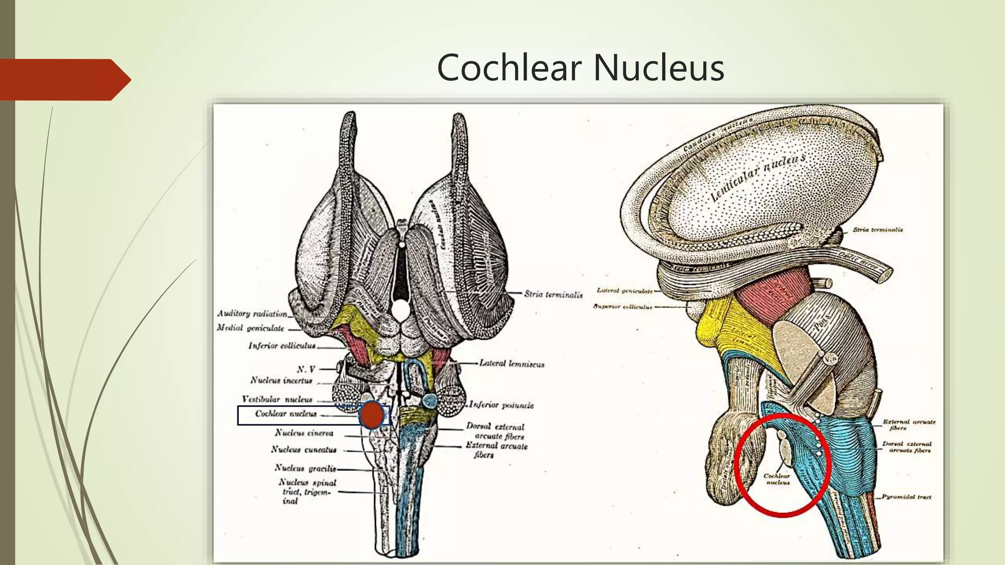 Cochlear Nucleus
 