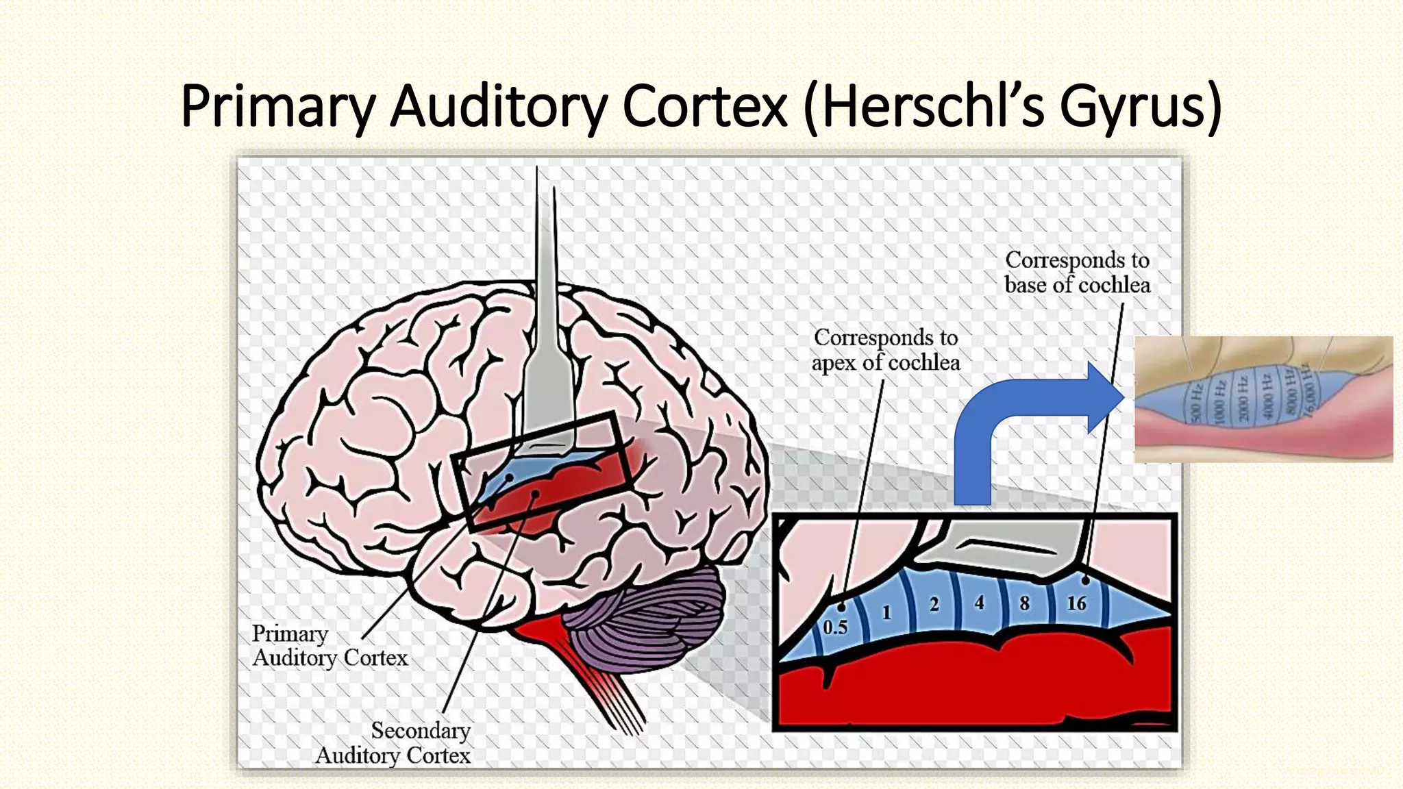 Brainstem Auditory Evoked Potentials Part II | PPTX