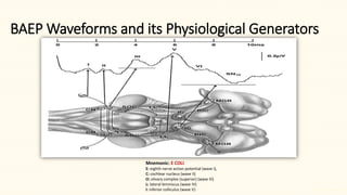 Brainstem Auditory Evoked Potentials Part II | PPTX