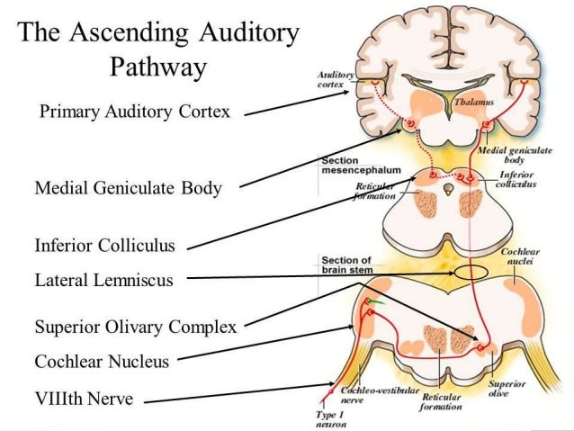 Brainstem Auditory Evoked Response