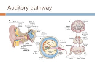 Brainstem auditory evoked responses (baer or abr | PPTX