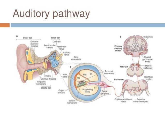Brainstem auditory evoked responses (baer or abr