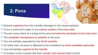 Brainstem by Dr. Rabia Inam Gandapore.pptx