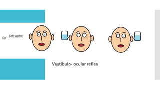 Vestibulo- ocular reflex
 