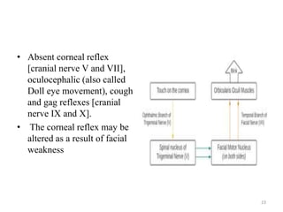• Absent corneal reflex
[cranial nerve V and VII],
oculocephalic (also called
Doll eye movement), cough
and gag reflexes [cranial
nerve IX and X].
• The corneal reflex may be
altered as a result of facial
weakness
23
 
