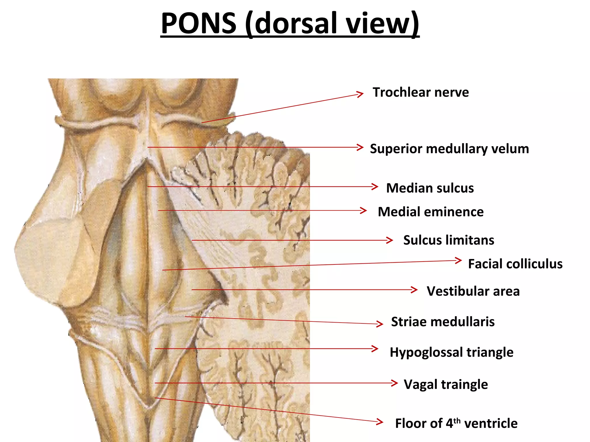 PONS (dorsal view) Trochlear nerve Superior medullary velum Floor of 4 th  ventricle Striae medullaris Median sulcus Medial eminence Facial colliculus Sulcus limitans Vestibular area Hypoglossal triangle Vagal traingle 