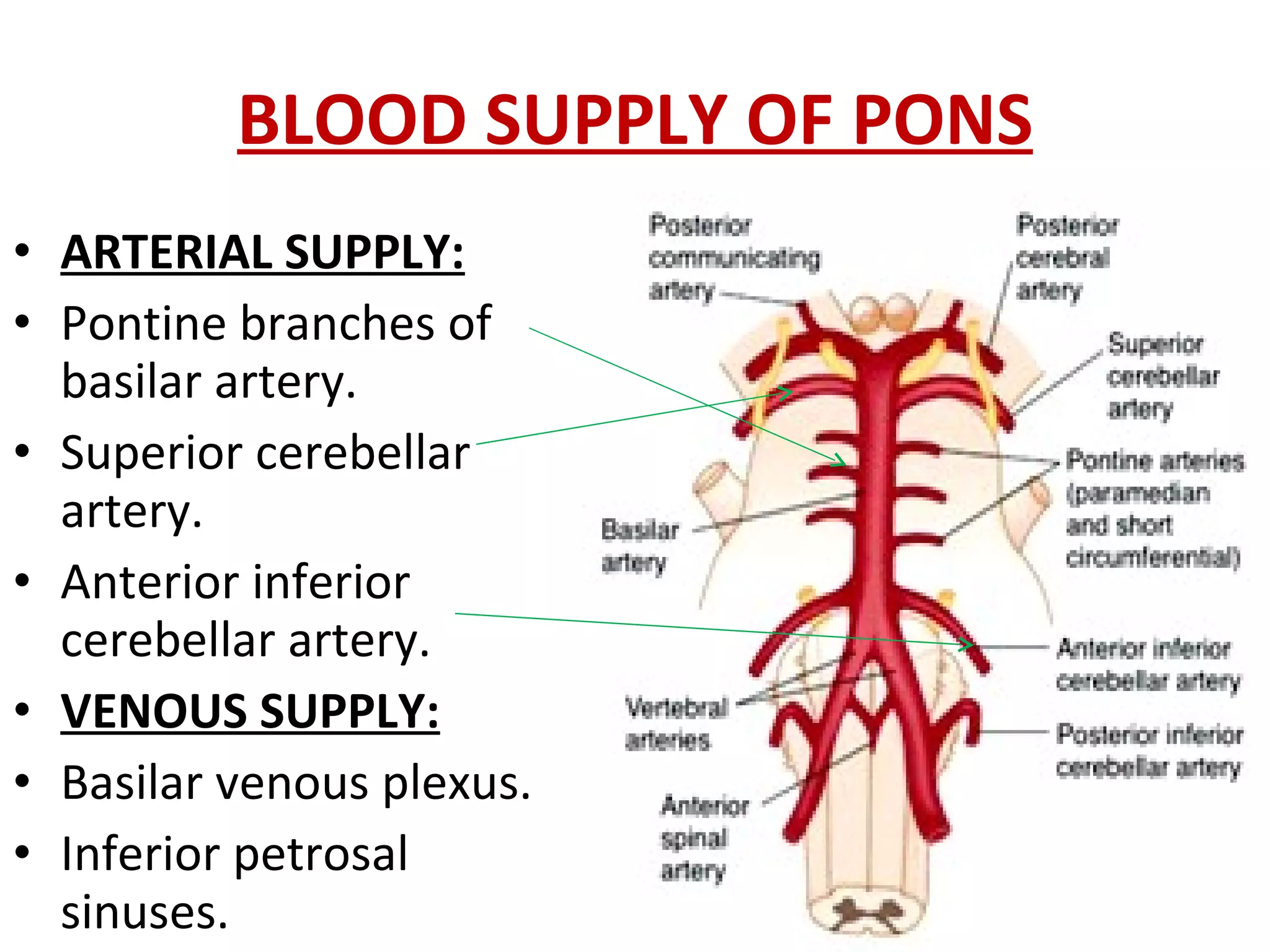 BLOOD SUPPLY OF PONS ARTERIAL SUPPLY: Pontine branches of basilar artery. Superior cerebellar artery. Anterior inferior cerebellar artery. VENOUS SUPPLY: Basilar venous plexus. Inferior petrosal  sinuses. 