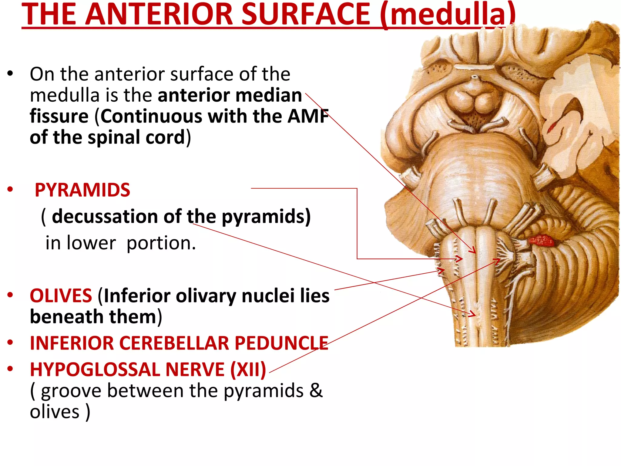 THE ANTERIOR SURFACE (medulla) On the anterior surface of the medulla is the  anterior median fissure  ( Continuous with the AMF of the spinal cord )  PYRAMIDS  (  decussation of the pyramids) in lower  portion. OLIVES  ( Inferior olivary nuclei lies beneath them )  INFERIOR CEREBELLAR PEDUNCLE HYPOGLOSSAL NERVE (XII)   ( groove between the pyramids & olives ) 