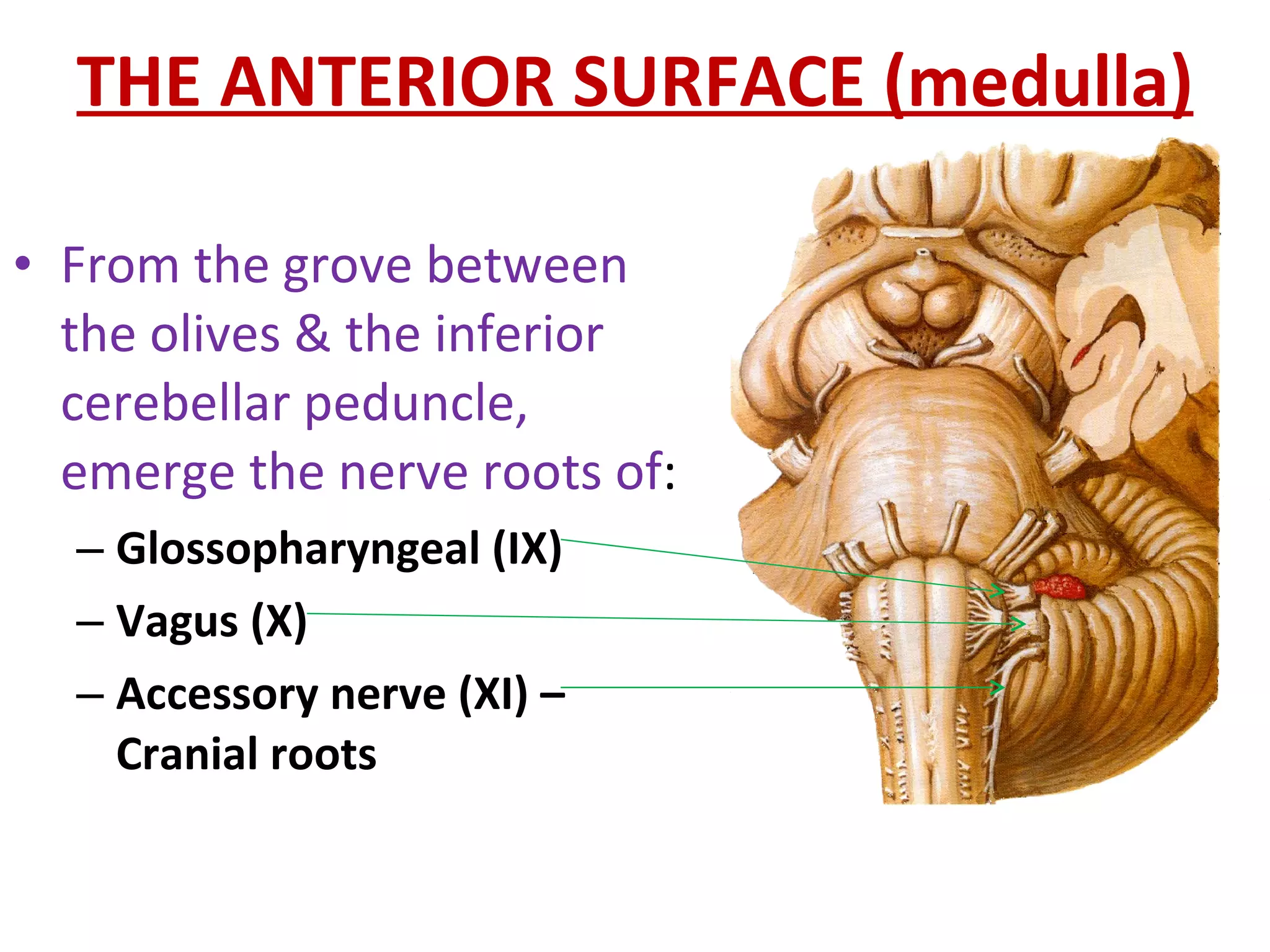 THE ANTERIOR SURFACE (medulla) From the grove between the olives & the inferior cerebellar peduncle, emerge the nerve roots of :  Glossopharyngeal (IX)  Vagus (X)  Accessory nerve (XI) – Cranial roots  