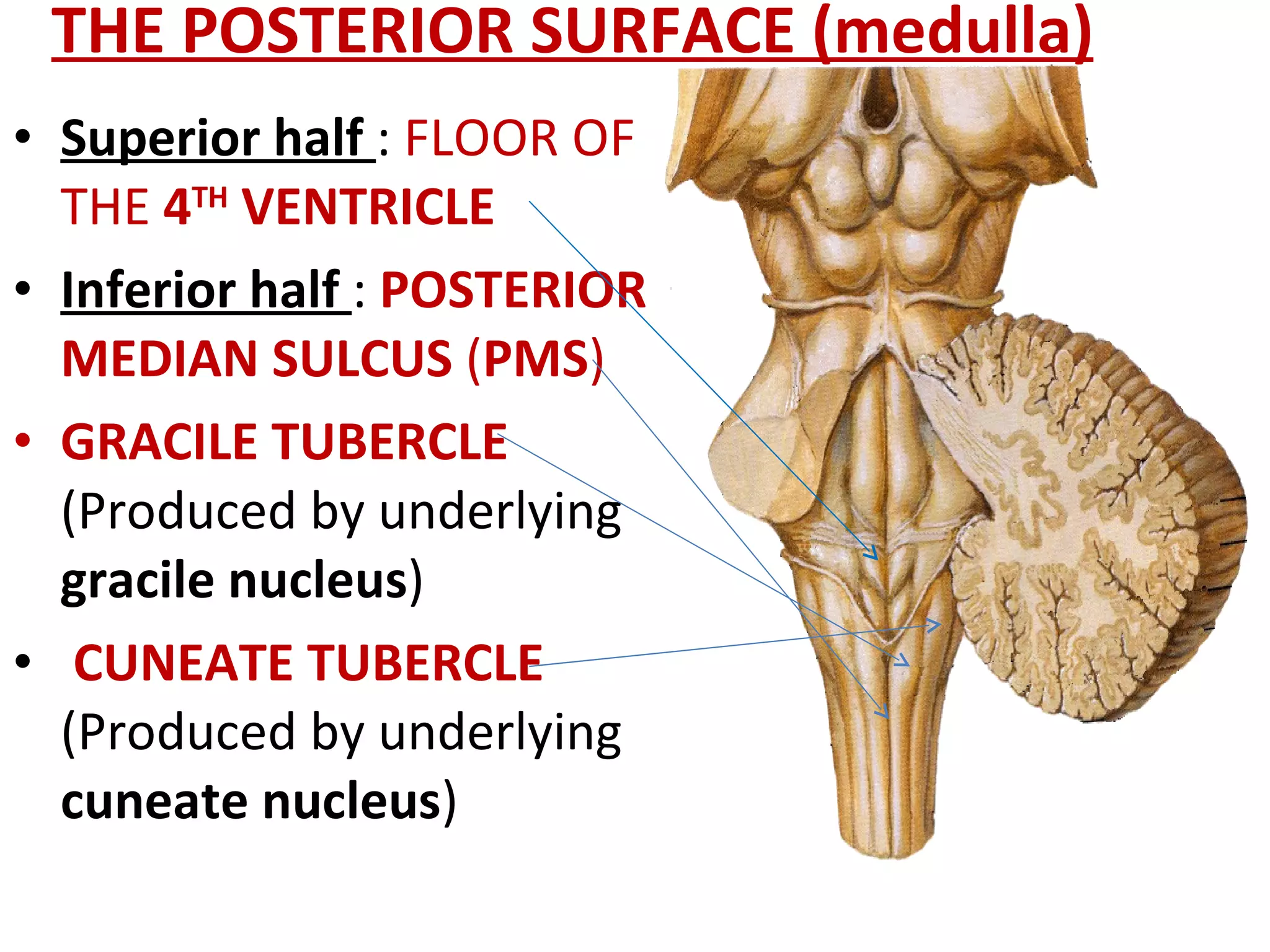 THE POSTERIOR SURFACE (medulla) Superior half  :  FLOOR OF THE  4 TH  VENTRICLE Inferior half  :  POSTERIOR MEDIAN SULCUS  ( PMS )  GRACILE TUBERCLE  (Produced by underlying  gracile nucleus )  CUNEATE TUBERCLE  (Produced by underlying  cuneate nucleus )  