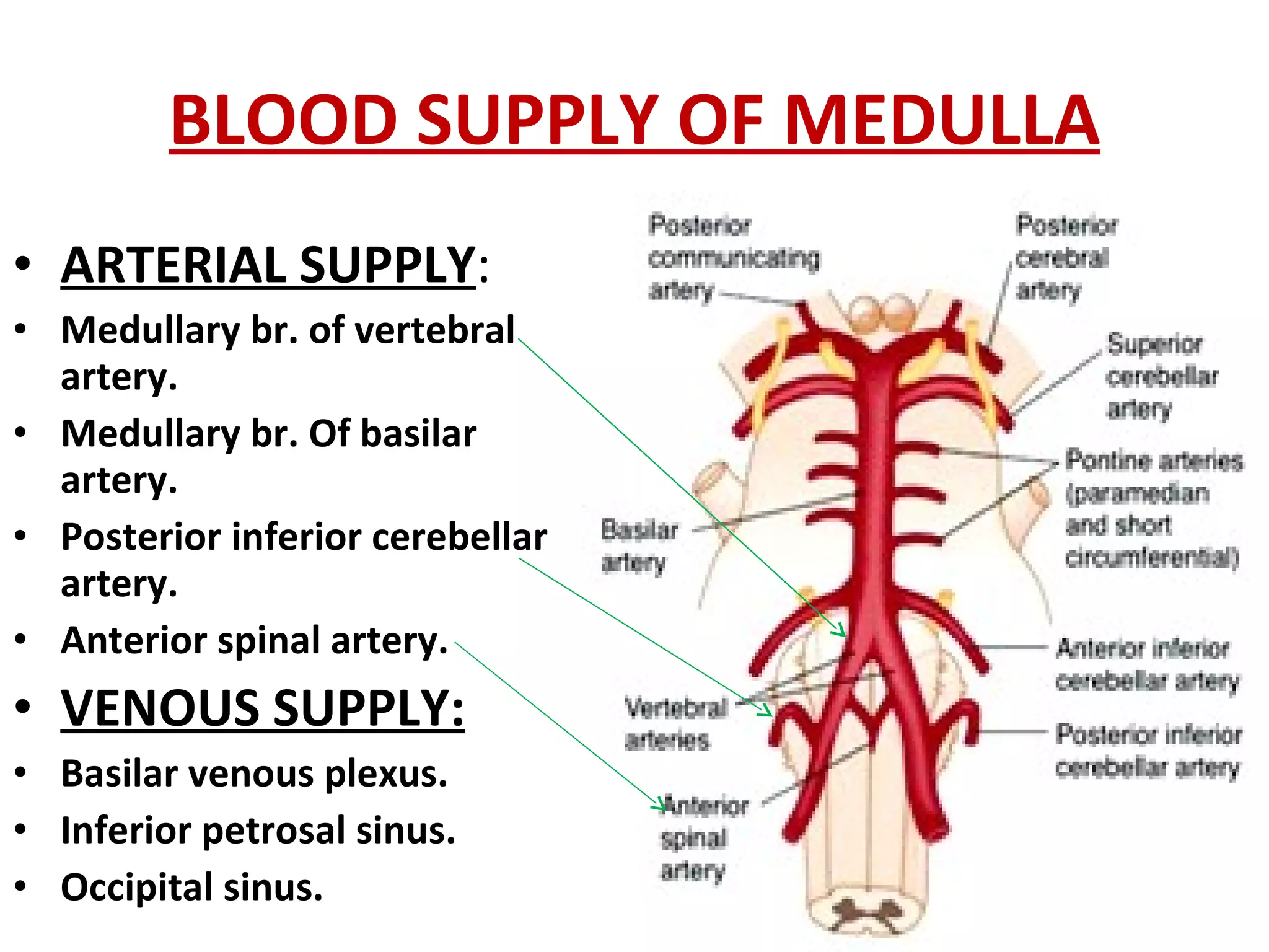 BLOOD SUPPLY OF MEDULLA ARTERIAL SUPPLY : Medullary br. of vertebral artery. Medullary br. Of basilar artery. Posterior inferior cerebellar artery. Anterior spinal artery. VENOUS SUPPLY: Basilar venous plexus. Inferior petrosal sinus. Occipital sinus. 