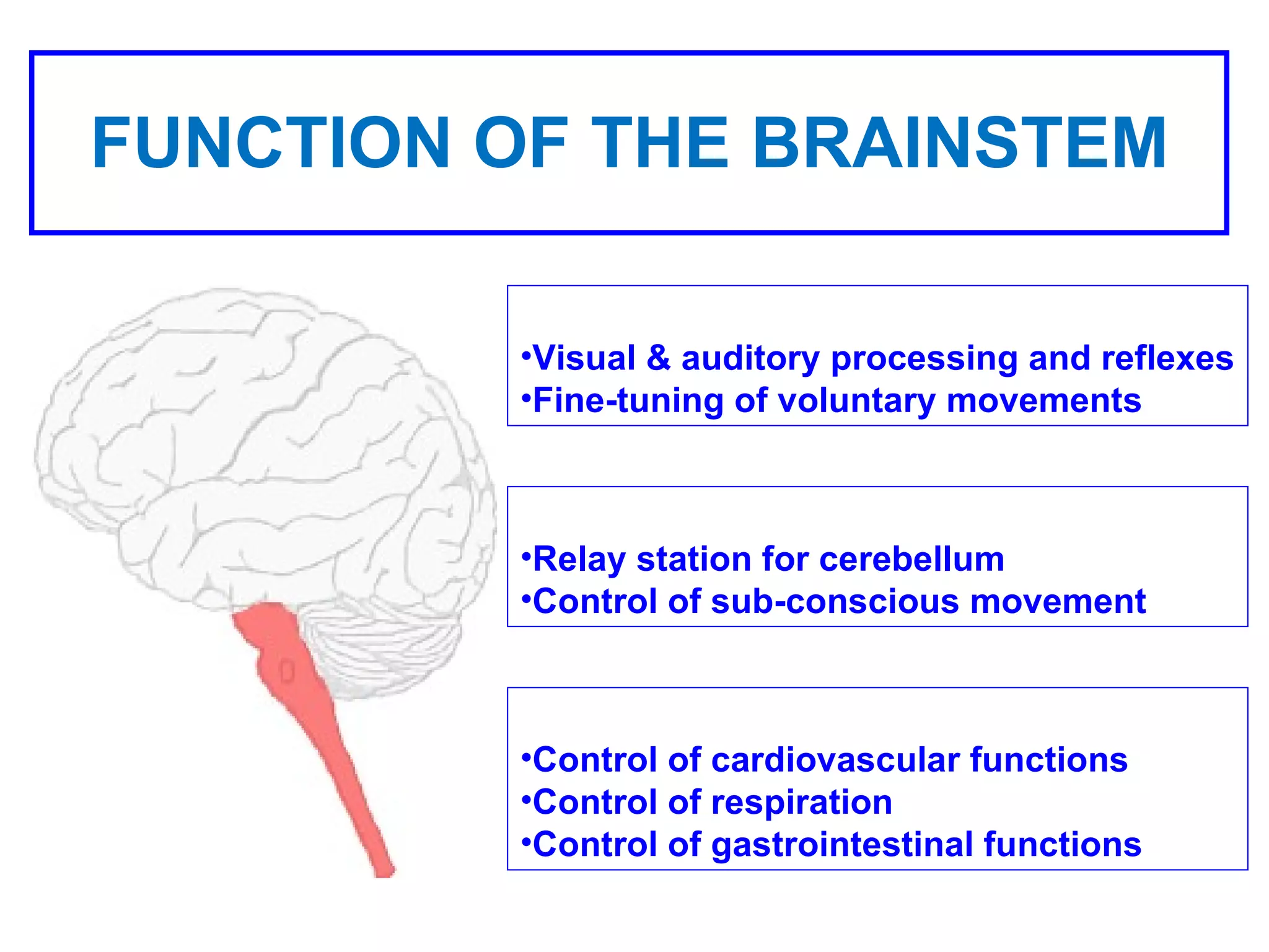 FUNCTION OF THE BRAINSTEM Midbrain: Visual & auditory processing and reflexes Fine-tuning of voluntary movements Pons: Relay station for cerebellum Control of sub-conscious movement Medulla Oblongata: Control of cardiovascular functions Control of respiration Control of gastrointestinal functions 