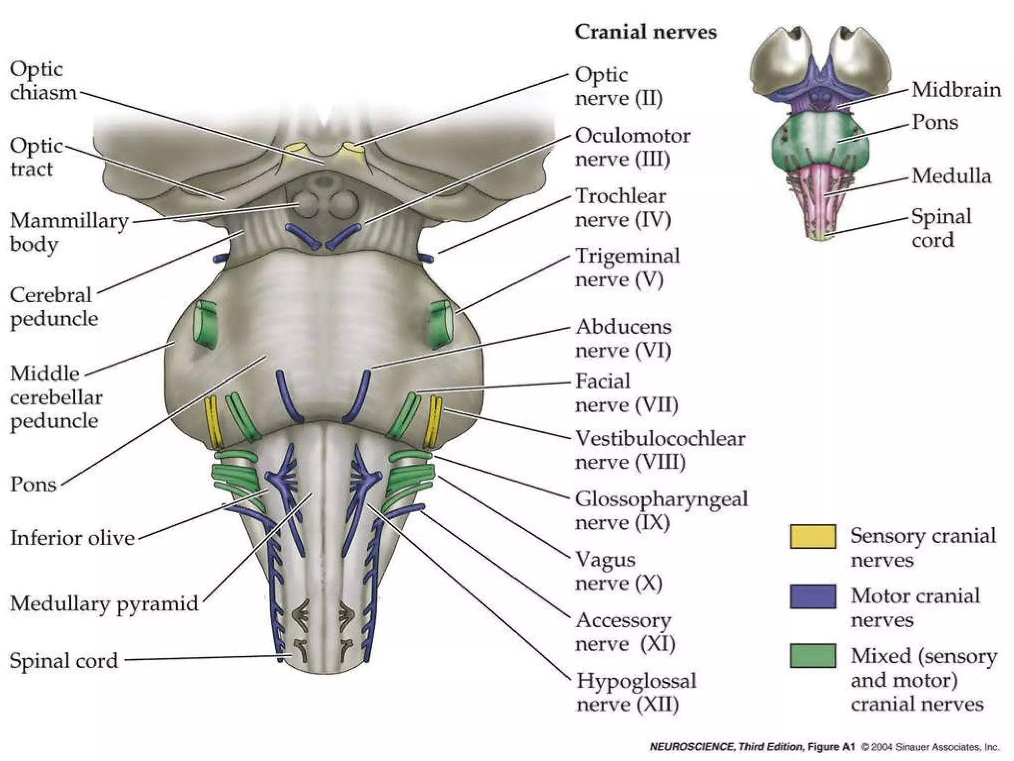 Cranial Nerves 