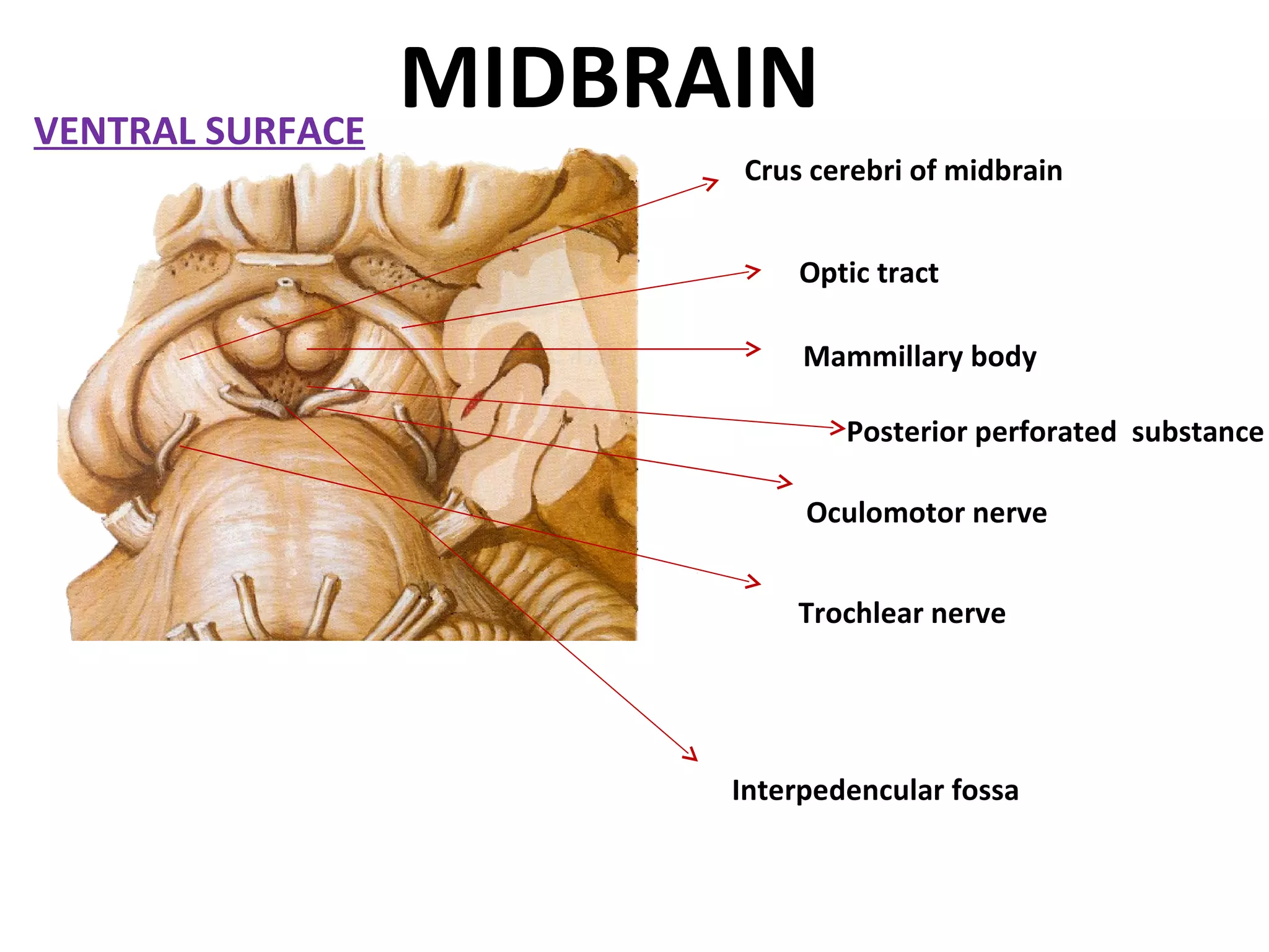 MIDBRAIN  VENTRAL SURFACE Crus cerebri of midbrain Optic tract Mammillary body Posterior perforated  substance Oculomotor nerve Trochlear nerve Interpedencular fossa 
