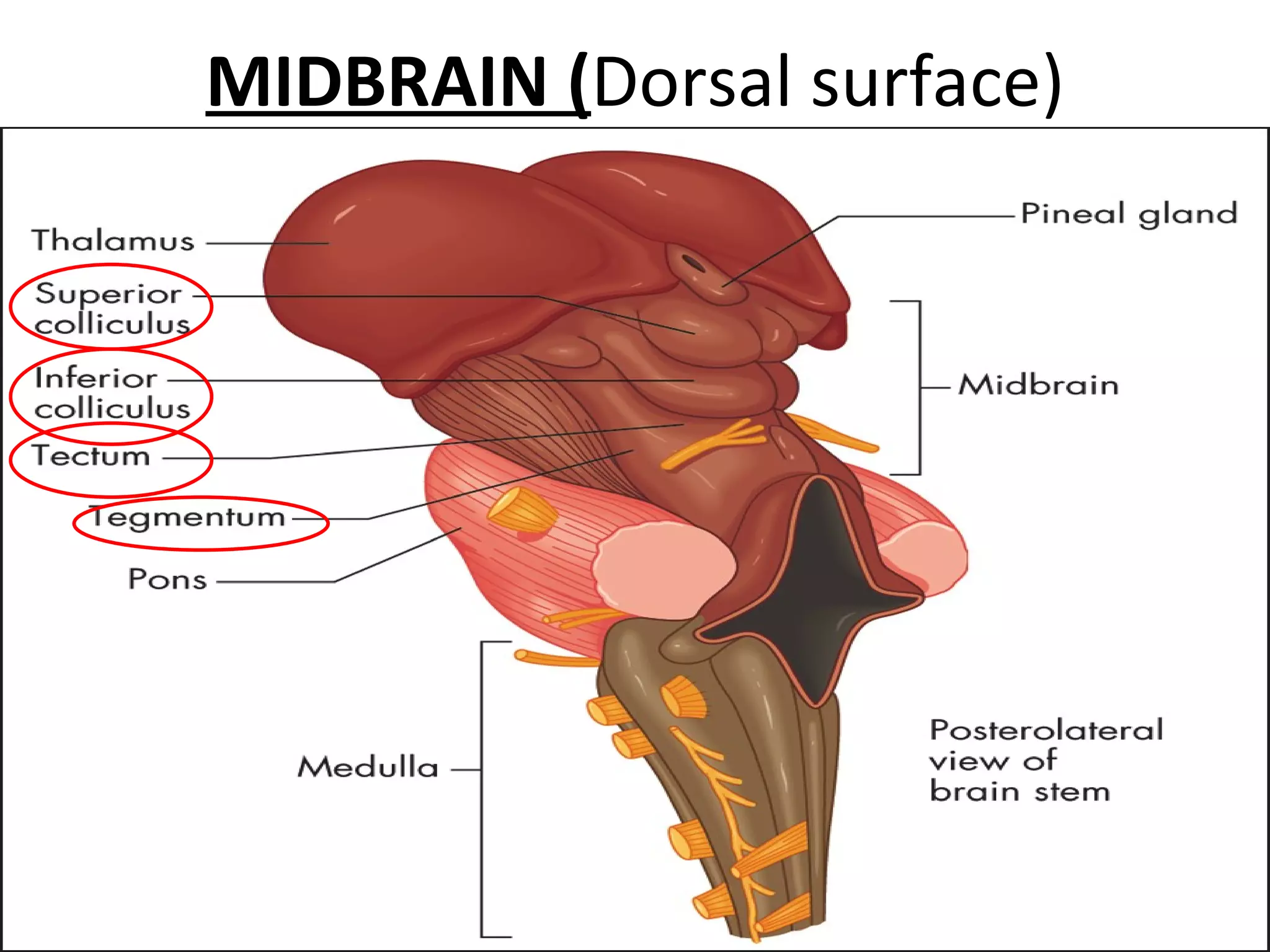 MIDBRAIN ( Dorsal surface) 