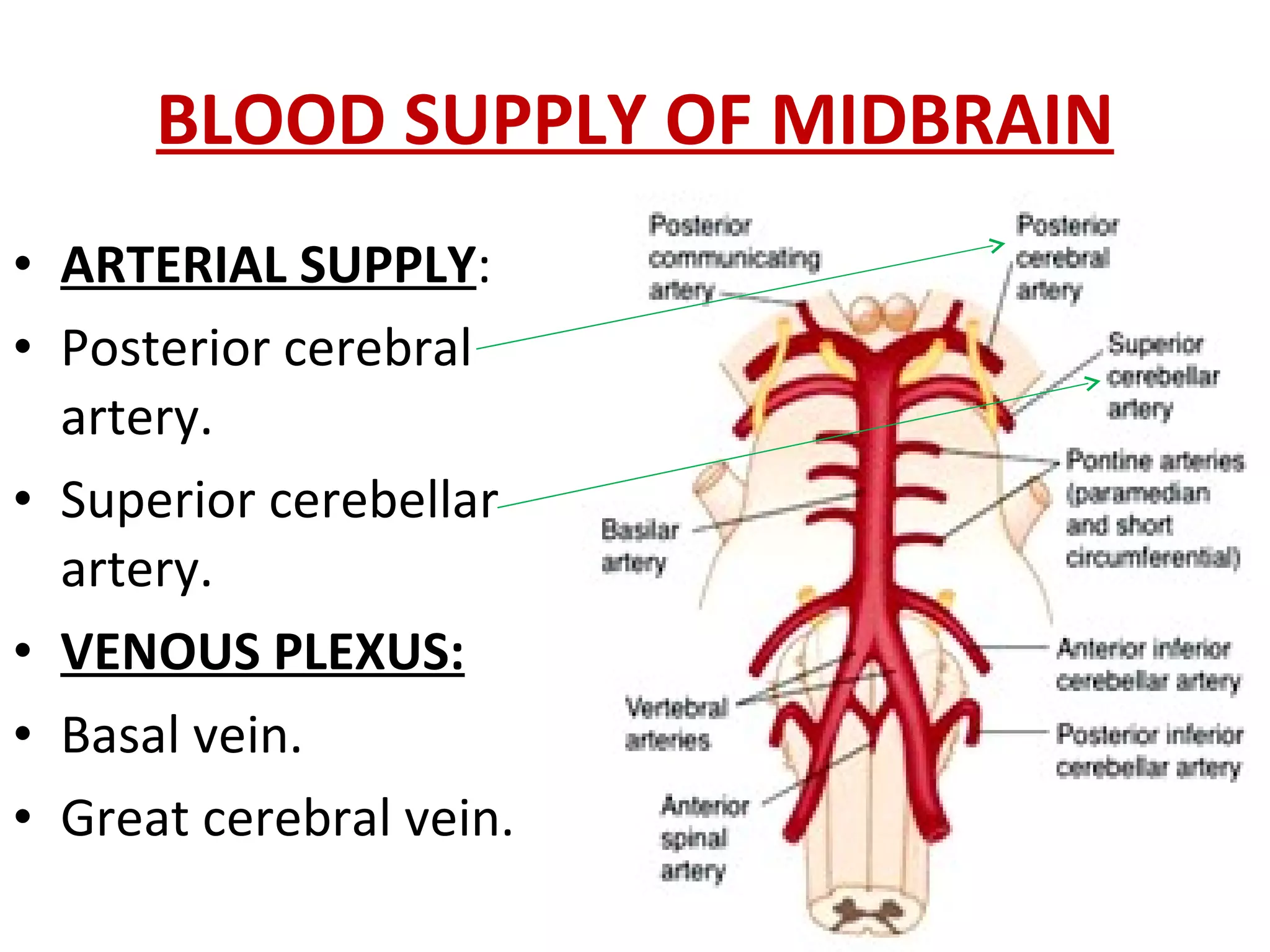 BLOOD SUPPLY OF MIDBRAIN ARTERIAL SUPPLY : Posterior cerebral artery. Superior cerebellar artery. VENOUS PLEXUS: Basal vein. Great cerebral vein. 