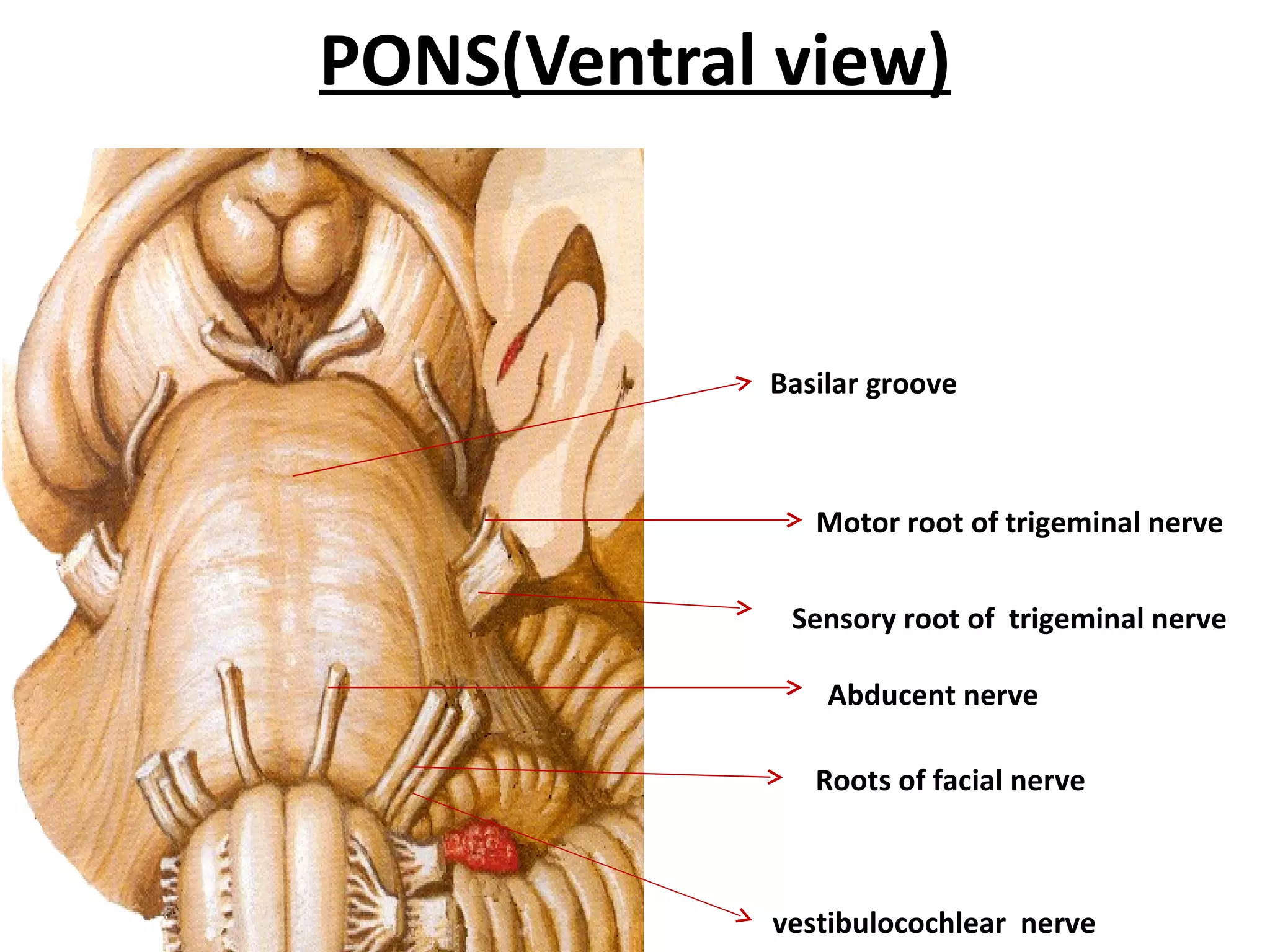 PONS(Ventral view) Basilar groove Motor root of trigeminal nerve Sensory root of  trigeminal nerve Abducent nerve Roots of facial nerve vestibulocochlear  nerve 