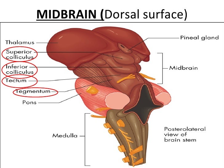 Tectal Midbrain Brainstem demo neww