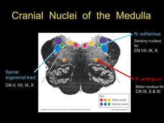 Cranial Nuclei of the Medulla
N. ambiguus
Motor nucleus for
CN IX, X & XI
N. solitarious
Sensory nucleus
for
CN VII, IX, X
Spinal
trigeminal tract
CN V, VII, IX, X
 