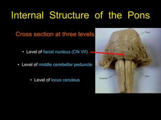 Internal Structure of the Pons
Cross section at three levels
• Level of facial nucleus (CN VII)
• Level of middle cerebellar peduncle
• Level of locus ceruleus
 