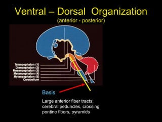 Ventral – Dorsal Organization
(anterior - posterior)
Basis
Large anterior fiber tracts:
cerebral peduncles, crossing
pontine fibers, pyramids
 