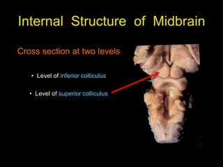 Internal Structure of Midbrain
Cross section at two levels
• Level of inferior colliculus
• Level of superior colliculus
 