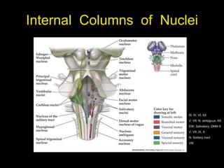 Internal Columns of Nuclei
III, IV, VI, XII
V, VII, N. ambiguus, XII
EW, Salivatory, DMN X
V, VII, IX, X
N. Solitary tract
VIII
 