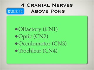 4 Cranial Nerves
RULE #4  Above Pons


  •Olfactory (CN1)
  •Optic (CN2)
  •Occulomotor (CN3)
  •Trochlear (CN4)
 